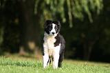 BORDER COLLIE 1327